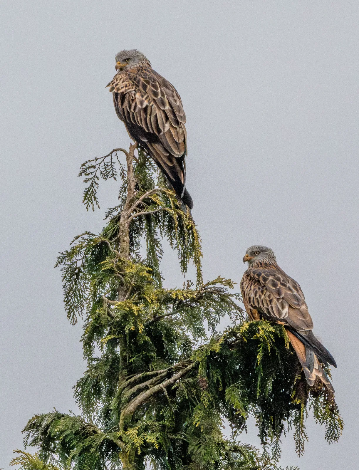 Bird photography