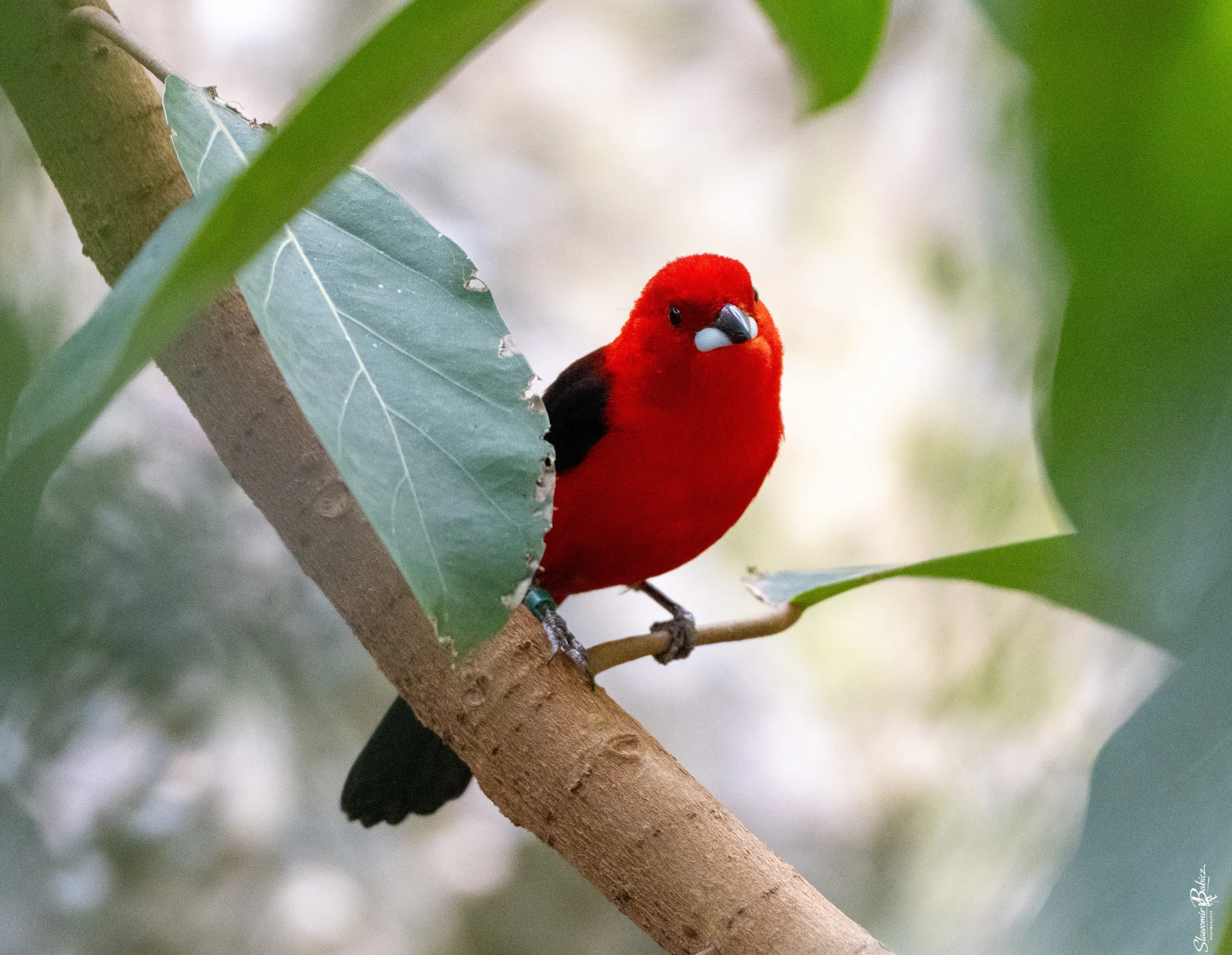 Bird photography