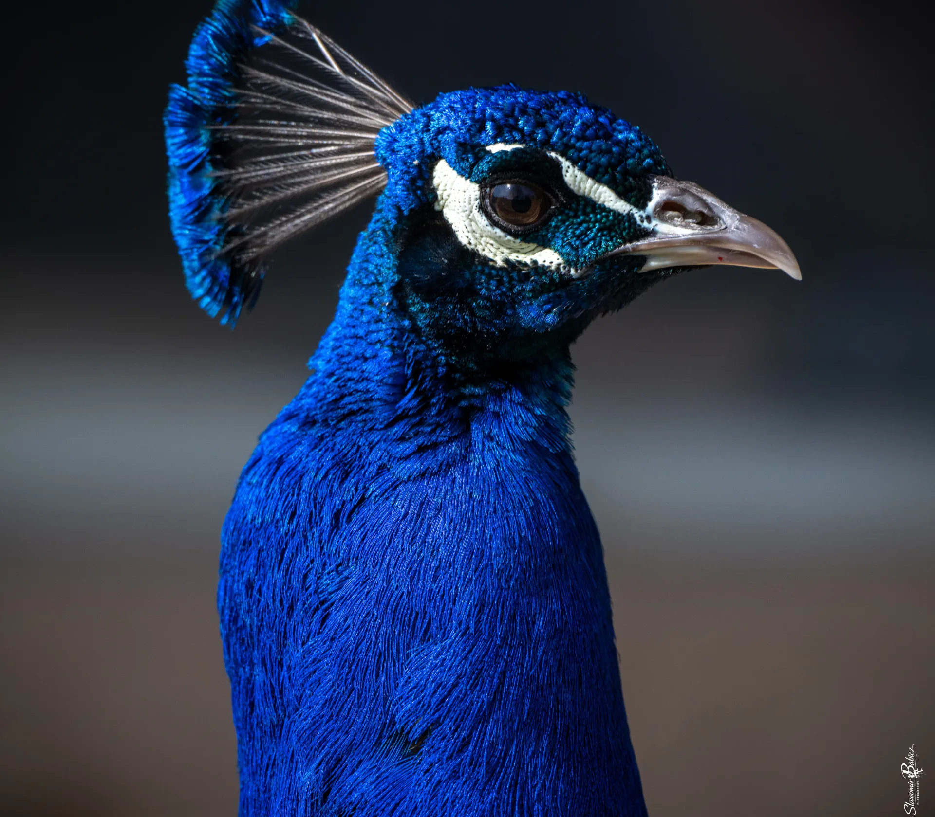 Bird in flight